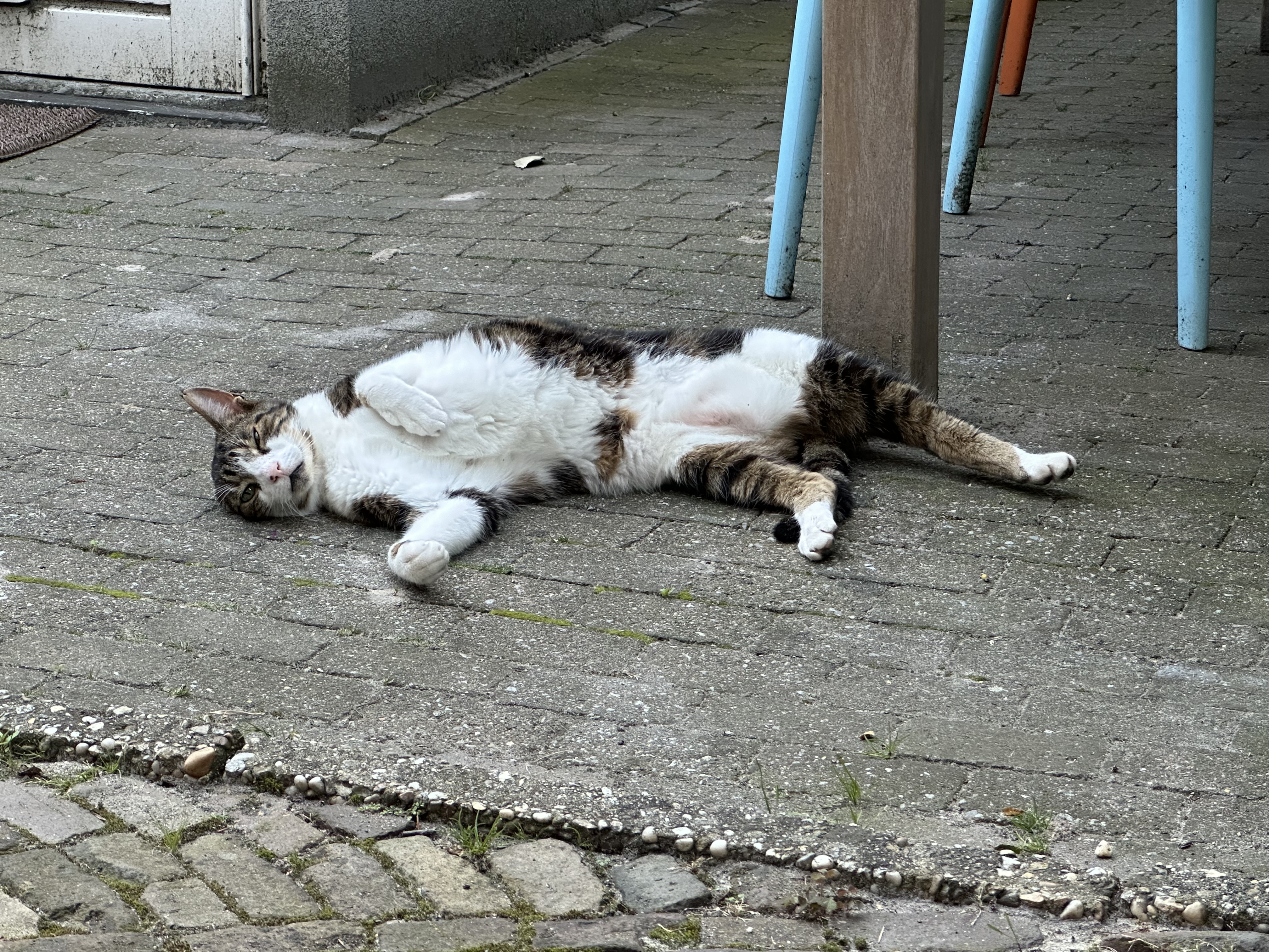 2024-06-25 20-32-50.jpeg